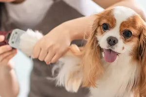 No more worries ! Find the best solution of Pet's Problem