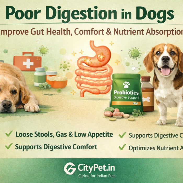 Poor Digestion in Dogs – Improve Gut Health, Comfort & Nutrient Absorption