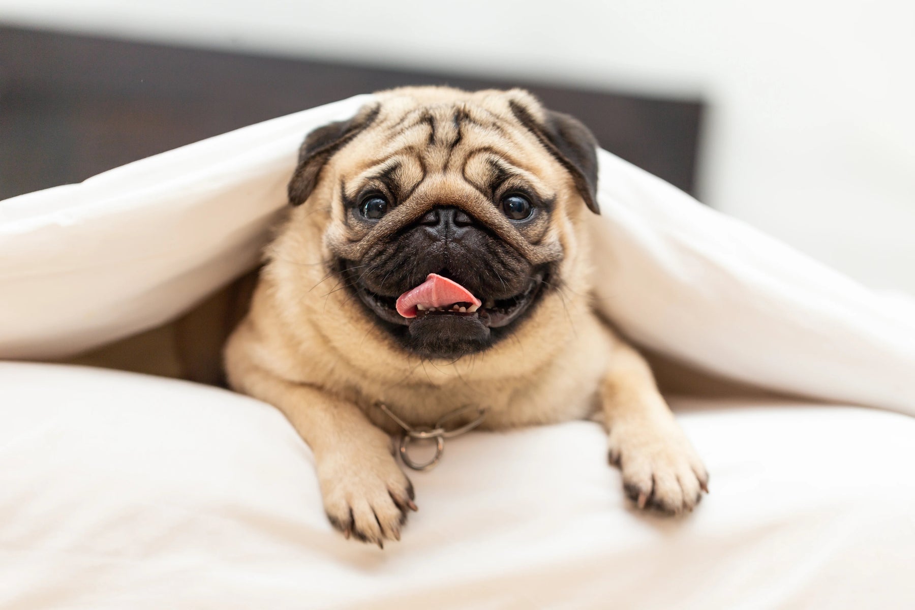 Pug Breed Facts in India