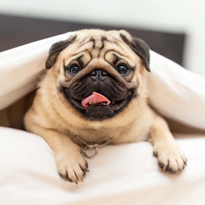 Pug Breed Facts in India