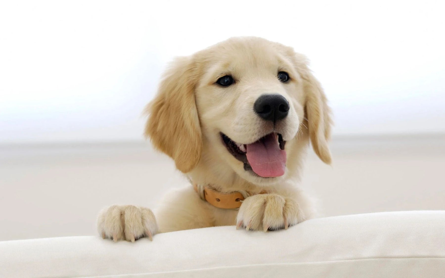 Why Golden Retriever so Popular Breed in India