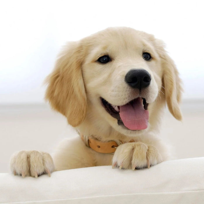 Why Golden Retriever so Popular Breed in India