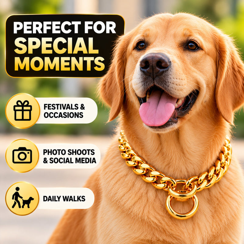 Super Premium Golden Luxury Choke Chain for Dogs & Puppies